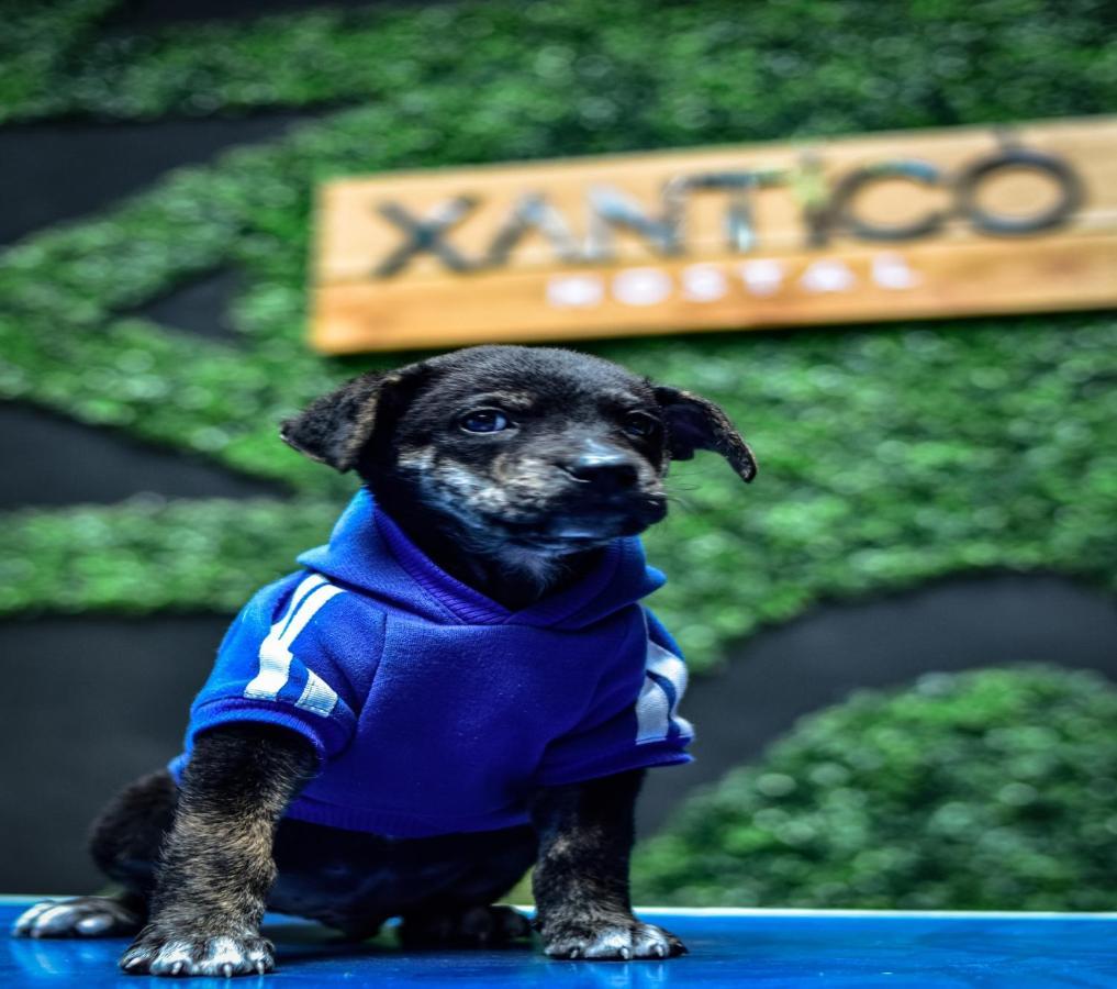Xanticohostal إبياليز المظهر الخارجي الصورة
